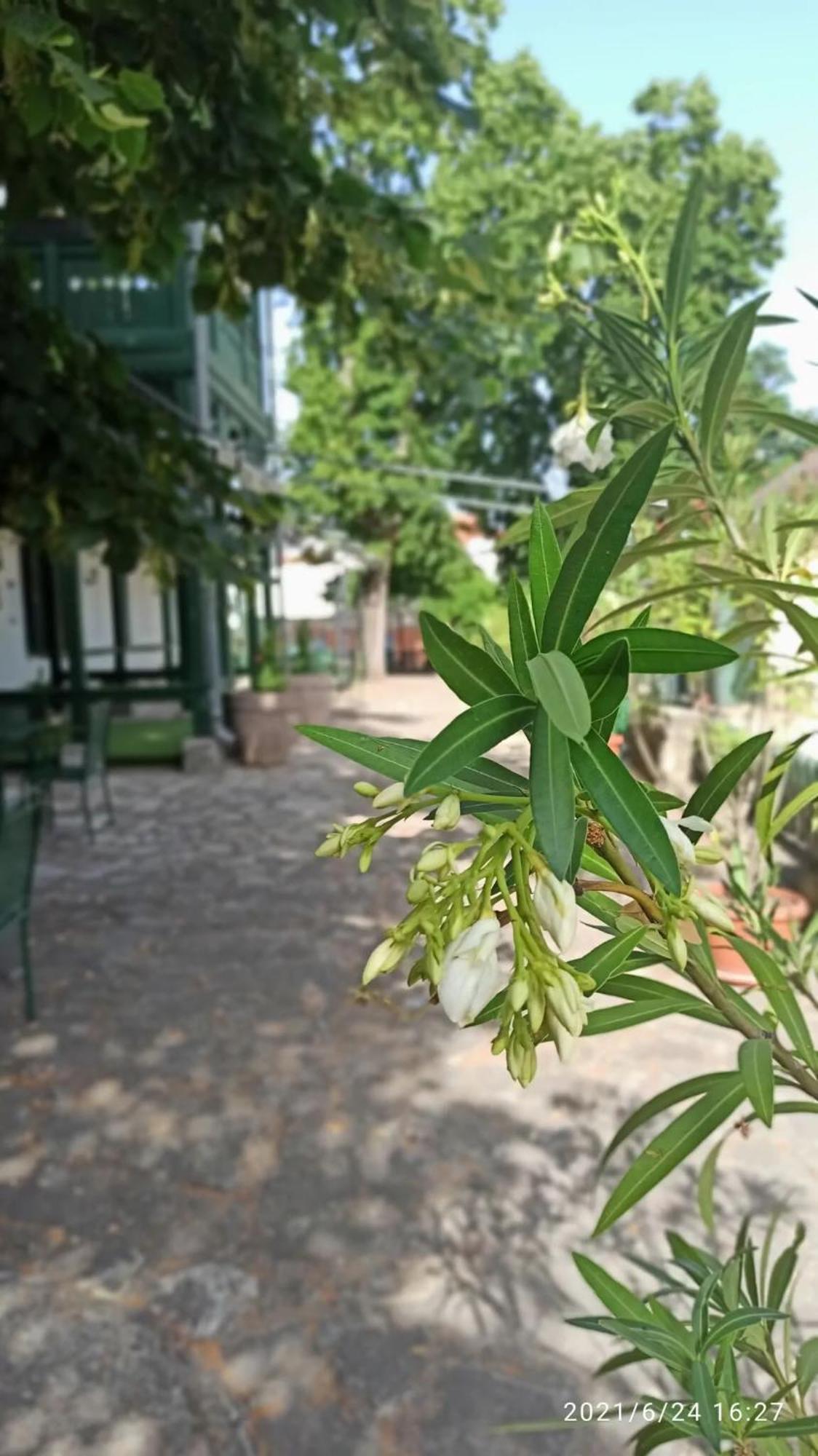 Svajci Lak Panzio Bed & Breakfast Nyiregyhaza Exterior photo